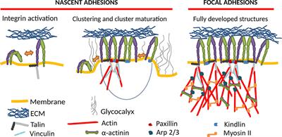 Recent Advances and Prospects in the Research of Nascent Adhesions